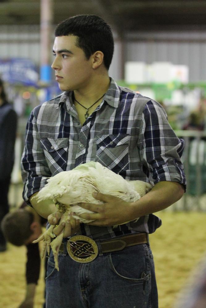 Texas County Youth Show brings in awards for FFA