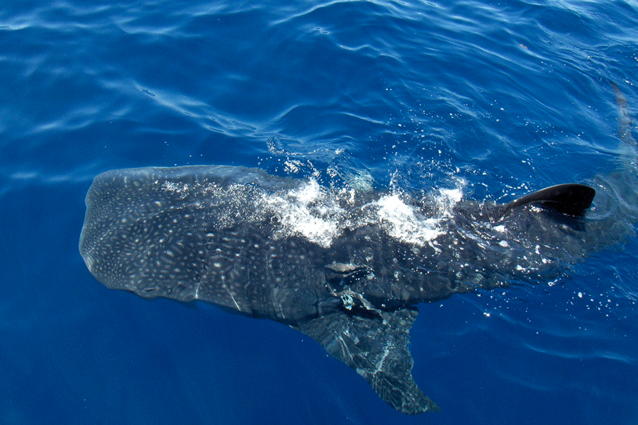 Teacher dives into Gulf of Mexico for a trip of a lifetime