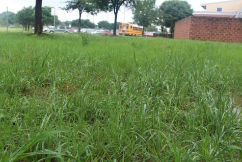 The front of the schools yard before the grass was cut and flowers were planted. 