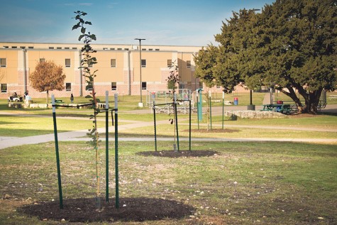
Newly planted trees take root at Akins. Students and community volunteers worked over a weekend in December to plant the 47 trees donated by the City of Austin.