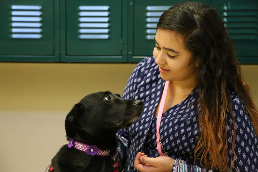 Senior Yesenia Castelan is the first student at Akins to have a service dog. Castelan has started a new organization called Endurance of Life, focusing on anxiety, depression and other mental health issues.
