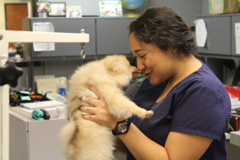 The puppy pomeranian shows his joy to senior Klaudia Villarreal as she starts to give him a little trim on his fur coat. 
