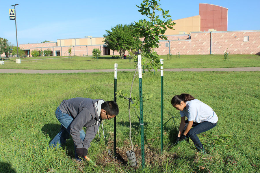 Former student Brandon Rottman and senior Alicia Alvarez plant a tree in the
courtyard. This campus beautification was one of JROTC’s projects last year. 