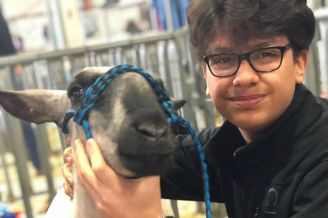 Sophomore Alejandro Santos shows a market goat