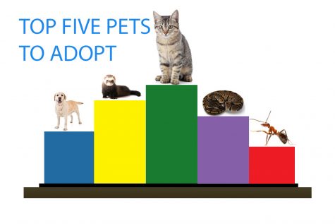 Spending time isolated at home presents a good time to adopt a pet to help inspire motivation.