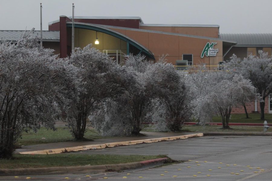 Ice shines on trees in front of Akins Early College High School on Feb. 1 after a storm canceled classes for four days and paralyzed activity across Austin.