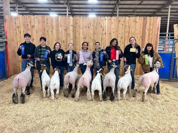 FFA students pose with their award winning goats and sheep at the stock show competition where they demonstrate the progress they have made in raising their animals.